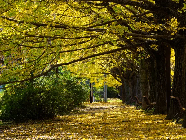 Tokios Herbst Hinterlässt Landschaft — Stockfoto