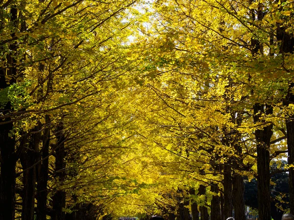 Tokyo Autumn Leaves Landscape — Stock Photo, Image