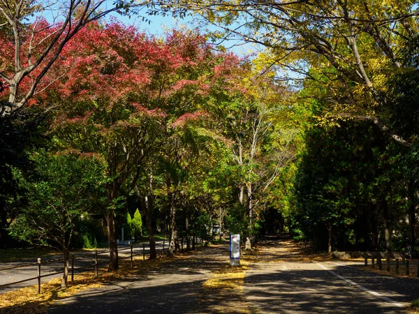 Tokyo Feuilles Automne Paysage — Photo