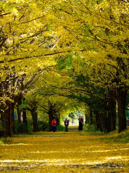 Tokios Herbst Hinterlässt Landschaft — Stockfoto