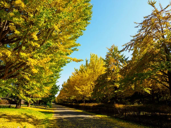 Tokyo Autunno Lascia Paesaggio Foto Stock