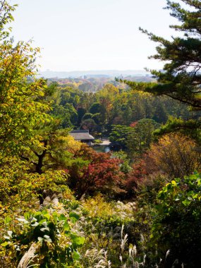 Tokyo sonbahar yaprakları peyzaj