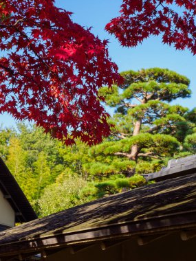 Tokyo sonbahar yaprakları peyzaj