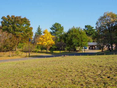 Tokyo sonbahar yaprakları peyzaj
