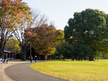 Tokyo sonbahar yaprakları peyzaj