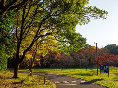 Tokyo sonbahar yaprakları peyzaj