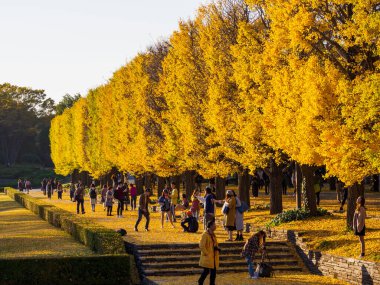 Tokyo sonbahar yaprakları peyzaj