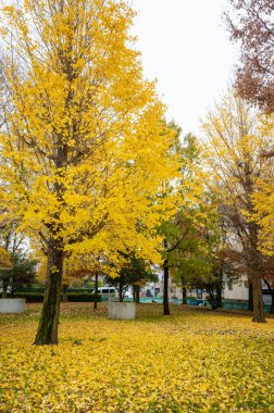 Tokyo sonbahar yaprakları peyzaj