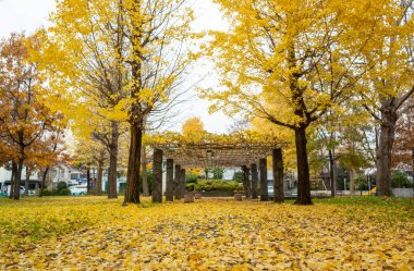 Tokyo sonbahar yaprakları peyzaj