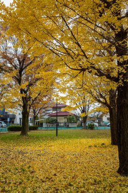 Tokyo sonbahar yaprakları peyzaj