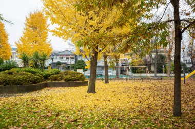 Tokyo sonbahar yaprakları peyzaj