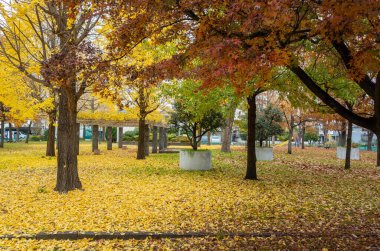 Tokyo sonbahar yaprakları peyzaj