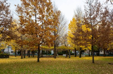Tokyo sonbahar yaprakları peyzaj