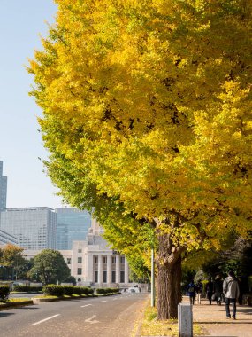 Tokyo sonbahar yaprakları peyzaj
