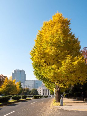 Tokyo sonbahar yaprakları peyzaj
