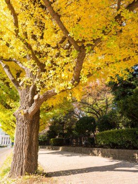 Tokyo sonbahar yaprakları peyzaj