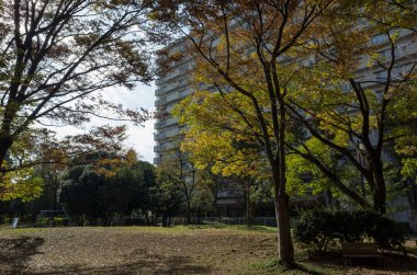 Tokyo sonbahar yaprakları peyzaj