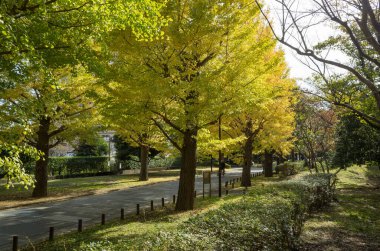 Tokyo sonbahar yaprakları peyzaj