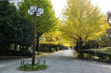 Tokyo sonbahar yaprakları peyzaj