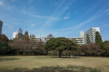 Tokyo sonbahar yaprakları peyzaj