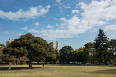 Tokyo sonbahar yaprakları peyzaj