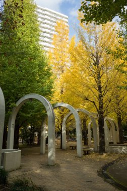 Tokyo sonbahar yaprakları peyzaj