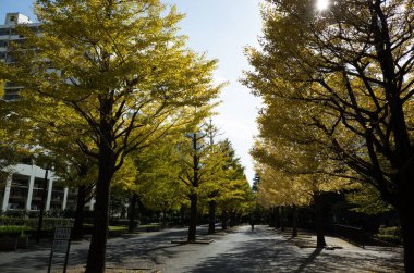 Tokyo sonbahar yaprakları peyzaj