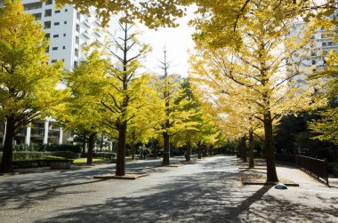Tokyo sonbahar yaprakları peyzaj