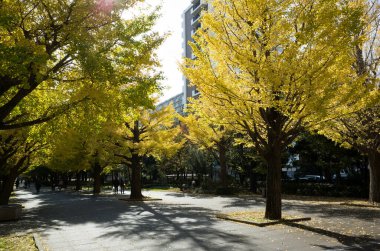 Tokyo sonbahar yaprakları peyzaj