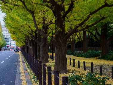 Tokyo sonbahar yaprakları peyzaj