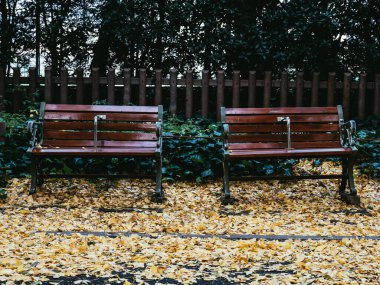 Tokyo sonbahar yaprakları peyzaj