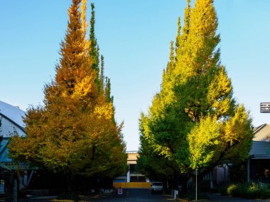 Tokyo sonbahar yaprakları peyzaj