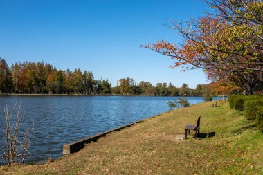 Tokyo sonbahar yaprakları peyzaj