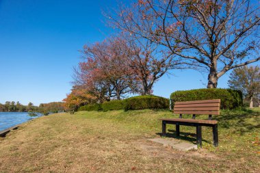 Tokyo sonbahar yaprakları peyzaj