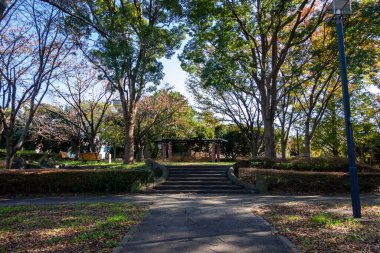 Tokyo sonbahar yaprakları peyzaj