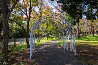 Tokyo sonbahar yaprakları peyzaj