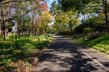 Tokyo sonbahar yaprakları peyzaj