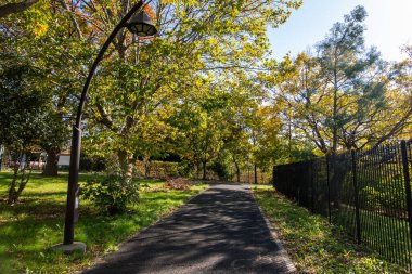 Tokyo sonbahar yaprakları peyzaj