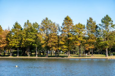 Tokyo sonbahar yaprakları peyzaj