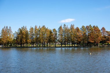 Tokyo sonbahar yaprakları peyzaj