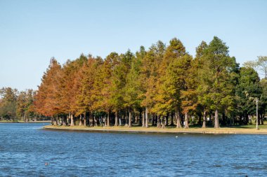 Tokyo sonbahar yaprakları peyzaj