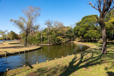Tokyo sonbahar yaprakları peyzaj