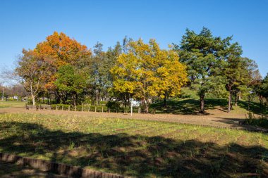 Tokyo sonbahar yaprakları peyzaj