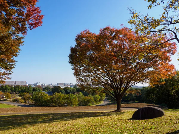 Tokyo sonbahar yaprakları peyzaj