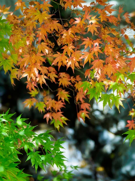 Tokyo Φθινόπωρο Φύλλα Τοπίο — Φωτογραφία Αρχείου