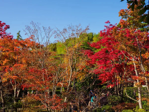 Tokyo Φθινόπωρο Φύλλα Τοπίο — Φωτογραφία Αρχείου