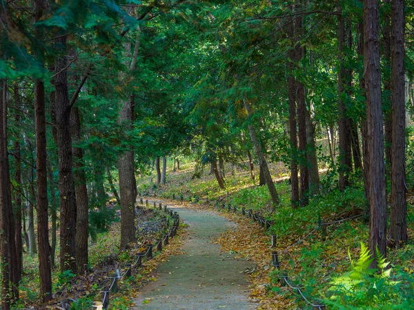 Tokyo sonbahar yaprakları peyzaj