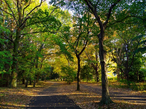 Tokyo Autumn Leaves Landscape — Stock Photo, Image