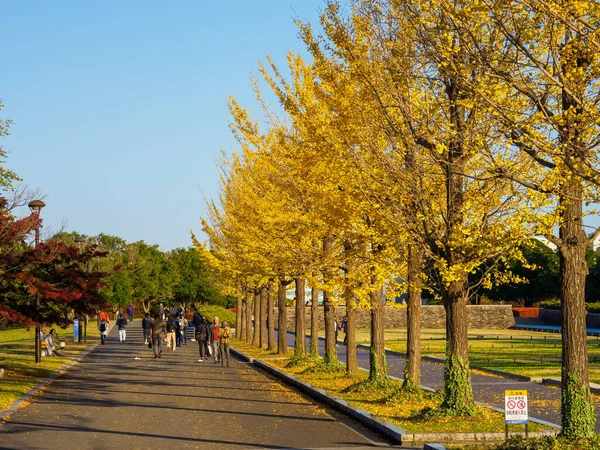 Tokyo Feuilles Automne Paysage — Photo