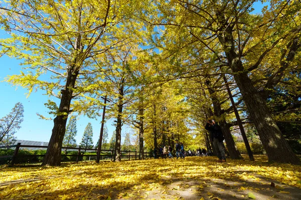 Tokyo Autunno Lascia Paesaggio — Foto Stock